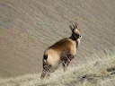 Pireneese gemsbok (Pireneese steenbok) (Rupicapra pyrenaica pyrenaica), 2 of 3