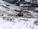 Alpine gemsbok (Rupicapra rupicapra), 4 of 8