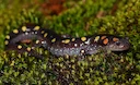 Massive Housing Project in Lund Halted!  Protected Salamanders Stop 140 Homes | What Happens Now?

The Land and Environment Court stops 140 new homes in Lund's Brunnshög.