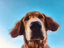 Nature’s best friend: Scientists train dogs to sniff out dangerous invasive species

Dogs can sniff out invasive fish in lakes without even seeing them, new research sugg