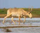Saiga (Steppeantilope) (Saiga tatarica), 3 of 4