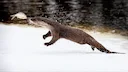 Otters and Sea Eagles OFF the Red List! Big Swedish Conservation News for Hunters & Anglers
BREAKING for hunters & nature lovers: Otter and sea eagle populations RECOV Otters and Sea Eagles OFF the Red List! Big Swedish Conservation News for Hunters & Anglers
BREAKING for hunters & nature lovers: Otter and sea eagle populations RECOV