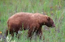 Outrage as Trophy Hunters Kill Rare Animal: Global Debate on Trophy Hunting Intensifies

Animal rights groups and conservationists have expressed outrage after reports co