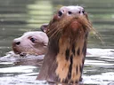 Reuseotters (Pteronura brasiliensis), 6 of 6