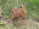 Sharpe se grysbok (Raphicerus sharpei), 6 of 6