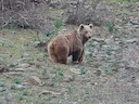 Bruinbeer (Ursus arctos), 12 of 14
