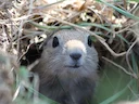 Wyoming-grondseekat (Urocitellus elegans), 3 of 5