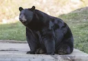 काला भालू (अमेरिकी काला भालू) (Ursus americanus), 3 of 3