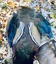 Wood ducks weren’t working the spread, so I switched to stalking. Got in close, made clean shots, and the dog handled the retrieves like a pro. Hard not to admire those b
