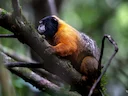 Goudmanteltamaryn (Saguinus tripartitus), 6 of 6