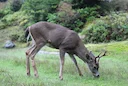 Swartstertreebok (Columbiase swartstertreebok) (Odocoileus hemionus columbianus), 3 of 4