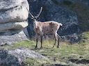 Kariboe (Osborn se kariboe) Kariboe (Osborn se kariboe)