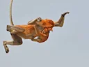 Proboscis Monkey (Nasalis larvatus), 5 of 7