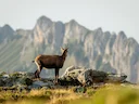 Alpine gemsbok (Rupicapra rupicapra), 3 of 8
