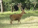 Swampbok (Rucervus duvaucelii), 1 of 5