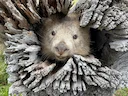 Kaalkaak-wombat (Vombatus ursinus), 4 of 6