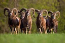 Болгария. Охота на косулю, благородного оленя, муфлона, лань, кабана.

Место проведения
охотничье хозяйство «Бялка» в центральной Болгарии, находящееся в 14 км от г. Лове
