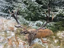 Jagd im Albula (Kanton Graubünden), Schweiz: Regionale Merkmale, Bevölkerung, Jagdansätze, Wildtiere, Jagdperioden, Vereine, Lizensen und Sitten

Regionale Merkmale des B