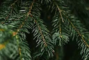 Lac du Der: des sapins de Noël recyclés en boucliers anti-cormorans pour protéger les poissons 

Face à la prédation des grands cormorans qui met à mal les populations de