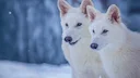 Dire Wolves Brought Back from Extinction Are Now Fully Grown and Hunting Together as a Pack of 3

Colossal Biosciences' de-extinct dire wolves—Romulus, Remus, and Khalees