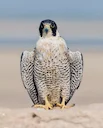 Peregrine Falcon: Speed, History, Cost, Training & Care for Hunters and Falconers.

The peregrine falcon (Falco peregrinus) is not just the fastest animal on Earth—it’s a