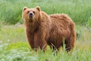 Bruinbeer (Eurase bruinbeer) (Ursus arctos arctos), 2 of 3