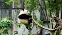 大熊猫回国。上野双胞胎“晓晓”&“蕾蕾”归期敲定！2026年1月27日惜别日本，终极参观指南与背后故事揭秘

最新确认！东京上野动物园人气大熊猫双胞胎“晓晓”与“蕾蕾”将于2026年1月27日返还中国。最终参观日定在2026年1月25日。本文提供详细行程、家族图谱、离别背景分析及赴日熊猫历史数据全解析。计划告别游览的粉丝必看！

🐼 重