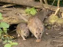 Bruinrot (Rattus norvegicus), 5 of 5