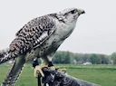 Falconry Training: Techniques and Methods for Training Raptors

Falconry, the ancient art of hunting with birds of prey, demands a unique blend of patience, precision, an