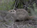 Washington-grondseekat (Urocitellus washingtoni), 1 of 4