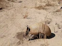 Drieband-armadillo (Tolypeutes tricinctus), 1 of 6