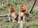 Goudsnubbe-aap (Rhinopithecus roxellana), 6 of 6