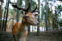 Wildunfall bei Wackerow: 46-Jährige nach Hirsch-Kollision verletzt

Ein schwerer Wildunfall ereignete sich Anfang März 2026 auf der B105 in Mecklenburg-Vorpommern. Eine A