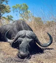 Buffalo Hunting in Mozambique: methods, season, areas, price. (A Hunter's Guide)
Mozambique stands as a premier African destination for hunters seeking the ultimate Cape Buffalo Hunting in Mozambique: methods, season, areas, price. (A Hunter's Guide)
Mozambique stands as a premier African destination for hunters seeking the ultimate Cape
