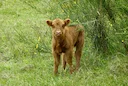 Braconnage Calvados: deux sexagénaires condamnés pour 15 prélèvements illégaux de sangliers, cervidés et un veau

Braconnage Calvados 2026 : deux hommes de 60+ ans condam