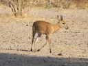 Kroonduiker (Sylvicapra grimmia), 1 of 3