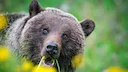En Alberta, un premier grizzli abattu dans le cadre d’un nouveau programme de gestion de la faune 

Le gouvernement de l’Alberta a confirmé l’abattage d’un premier grizzl