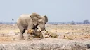 'Elephant chasing Lions' Image by Allan Metcalf.

Finalist in 'The Best of 2022' Category - Pangolin Photo Challenge 2022.

