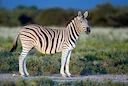 Burchells zebra (Steppezebra)