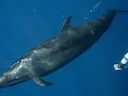 Vals-orka (Pseudorca crassidens), 1 of 3
