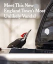 More than 20 vehicles have been recently damaged in a town on Cape Ann, Massachusetts, with driver's side windows and mirrors being cracked. The suspect was described as 