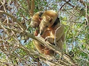 Suidelike tamandua (Tamandua tetradactyla), 2 of 5