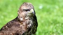 Police say buzzard shot in Fife suffered agonising death

Police are investigating after a protected bird of prey was found shot dead in Fife.

The buzzard was discovered