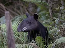 Bergtapir (Tapirus pinchaque), 5 of 5