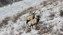 Mongolian Wildlife Tragedy: Endangered Deer Dies After Entanglement in Illegal Barbed-Wire Fence Near Bogd Khan Mountain  

In a disturbing incident that has reignited pu