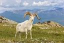 Dall Sheep (North America)
Ovis dalli dalli
DESCRIPTION (male) Shoulder height about 38 inches (97 cm). Weight about 180 pounds (82 kg). Females are considerably smaller Dall Sheep (North America)
Ovis dalli dalli
DESCRIPTION (male) Shoulder height about 38 inches (97 cm). Weight about 180 pounds (82 kg). Females are considerably smaller