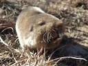 Gewone molrat