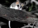 Witmaagvetstert-buissiekat (Thylamys pallidior), 3 of 3