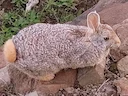 Natal Rooi Rotshas (Pronolagus crassicaudatus), 2 of 3