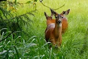 Swartstertreebok (Columbiase swartstertreebok) (Odocoileus hemionus columbianus), 4 of 4